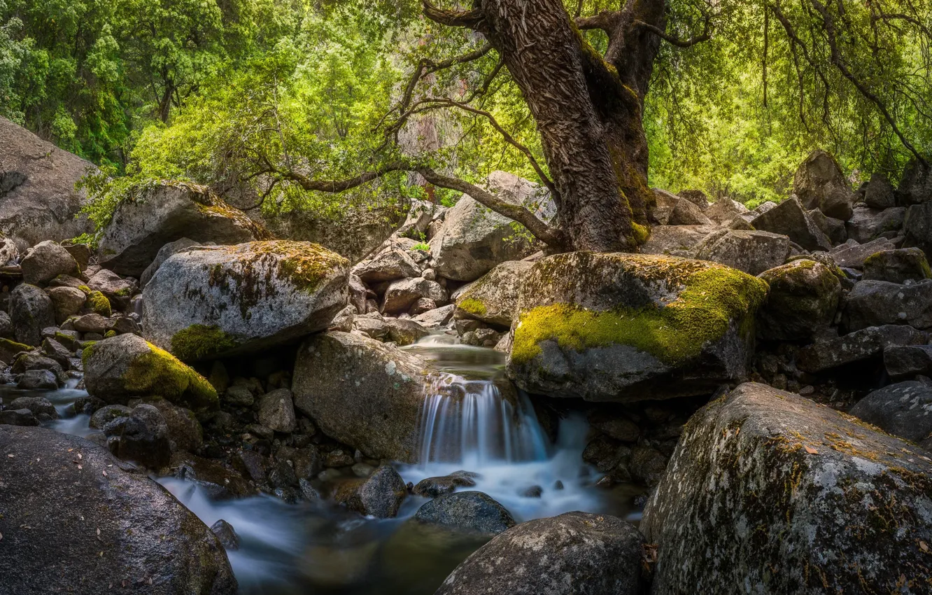 Photo wallpaper forest, summer, water, nature, river, stream, stones, stream