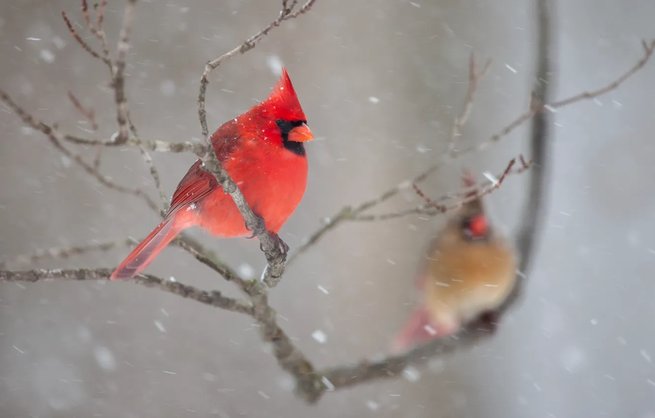 Photo wallpaper winter, snow, branches, nature, bird, pair, cardinal