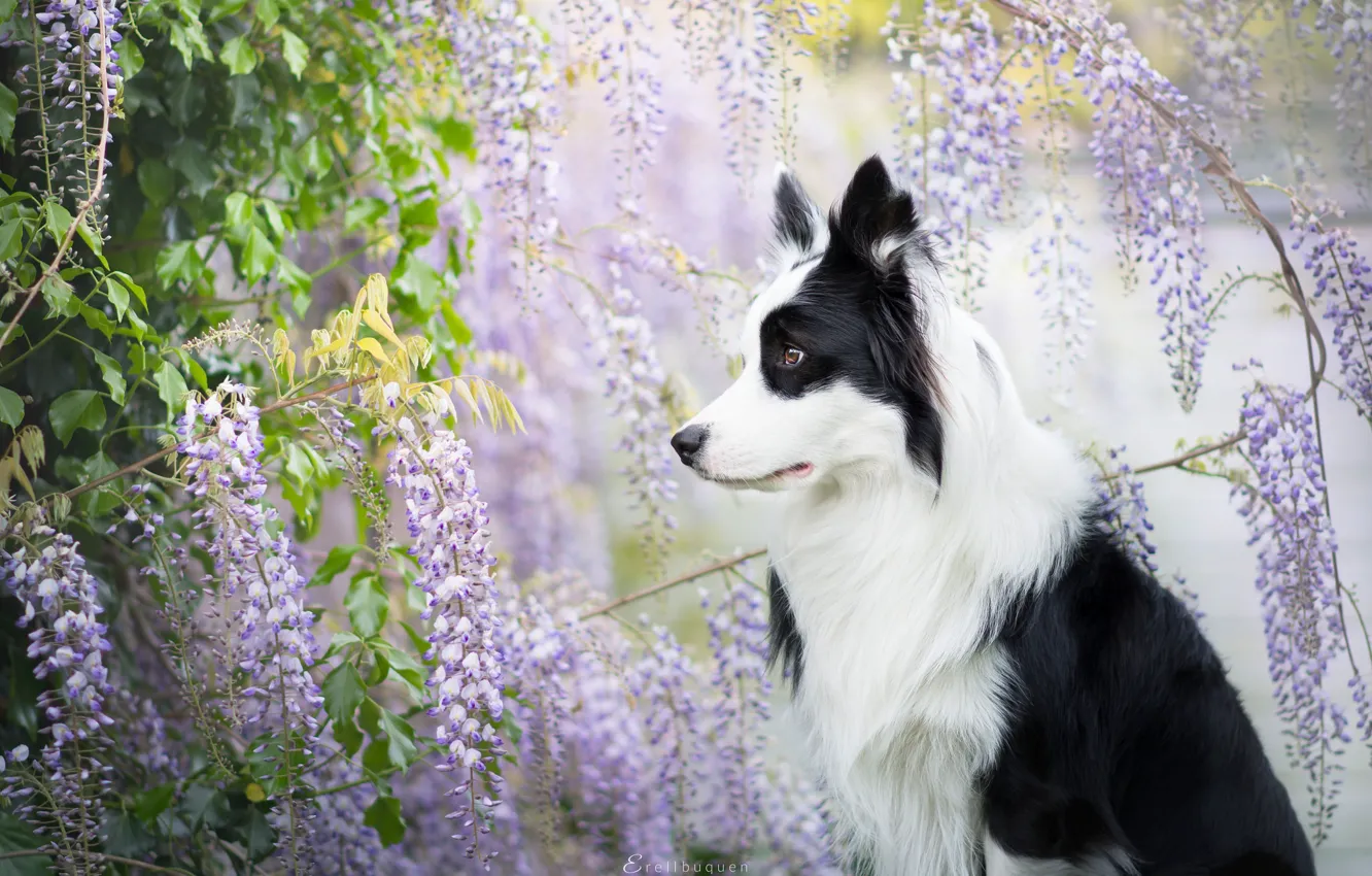 Photo wallpaper each, dog, spring