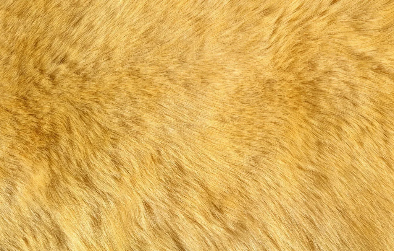 Photo wallpaper texture, fluff, fur, animal texture, background desktop