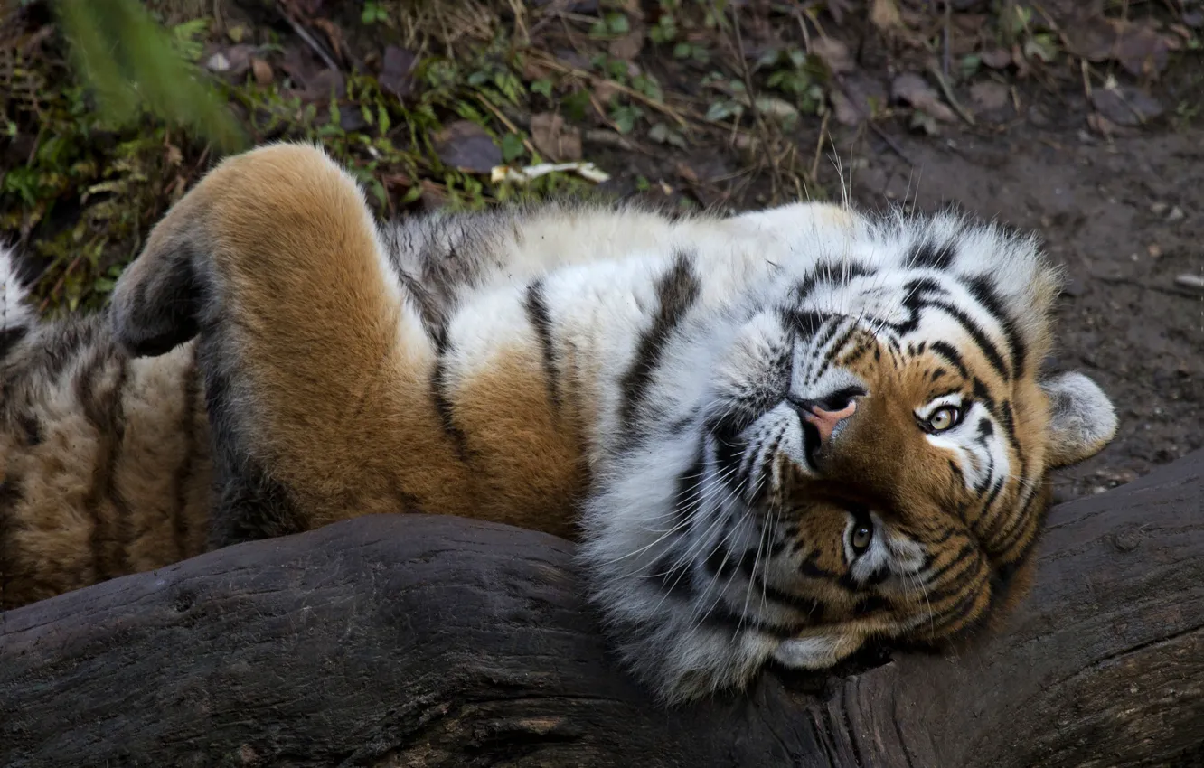 Photo wallpaper look, face, tiger, pose, paws, lies, log