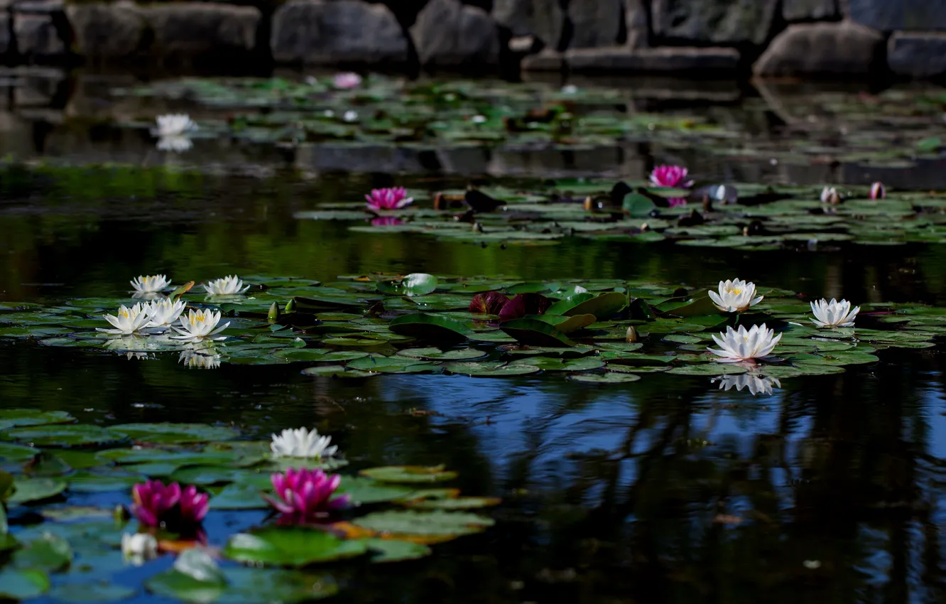Photo wallpaper leaves, flowers, lake, pond, the dark background, stones, shore, pink