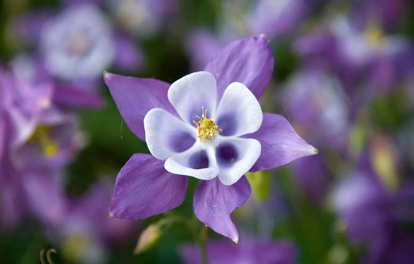 Photo wallpaper flower, purple, lilac, the catchment, Aquilegia, aquilegia, Orlici