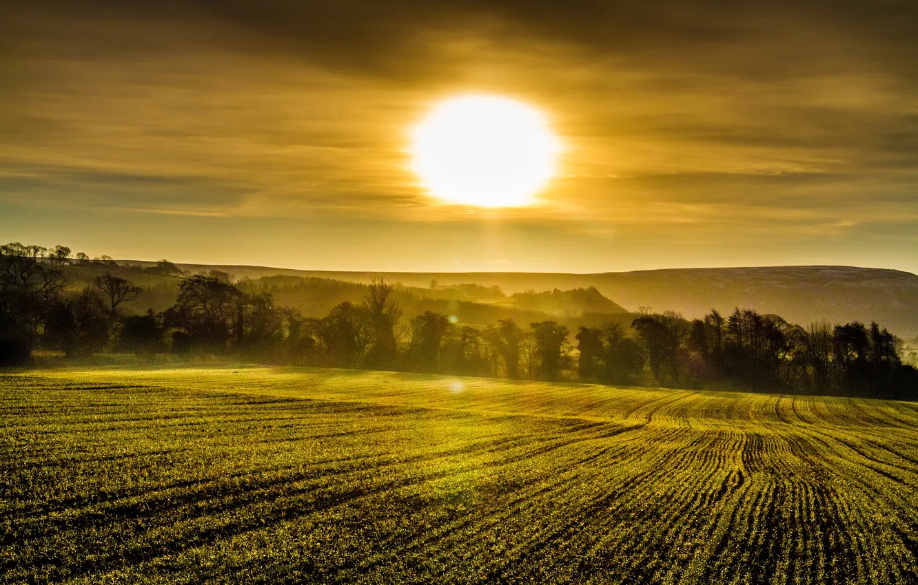 Photo wallpaper field, the sky, the sun, trees, sunset, England, Cleveland Hills