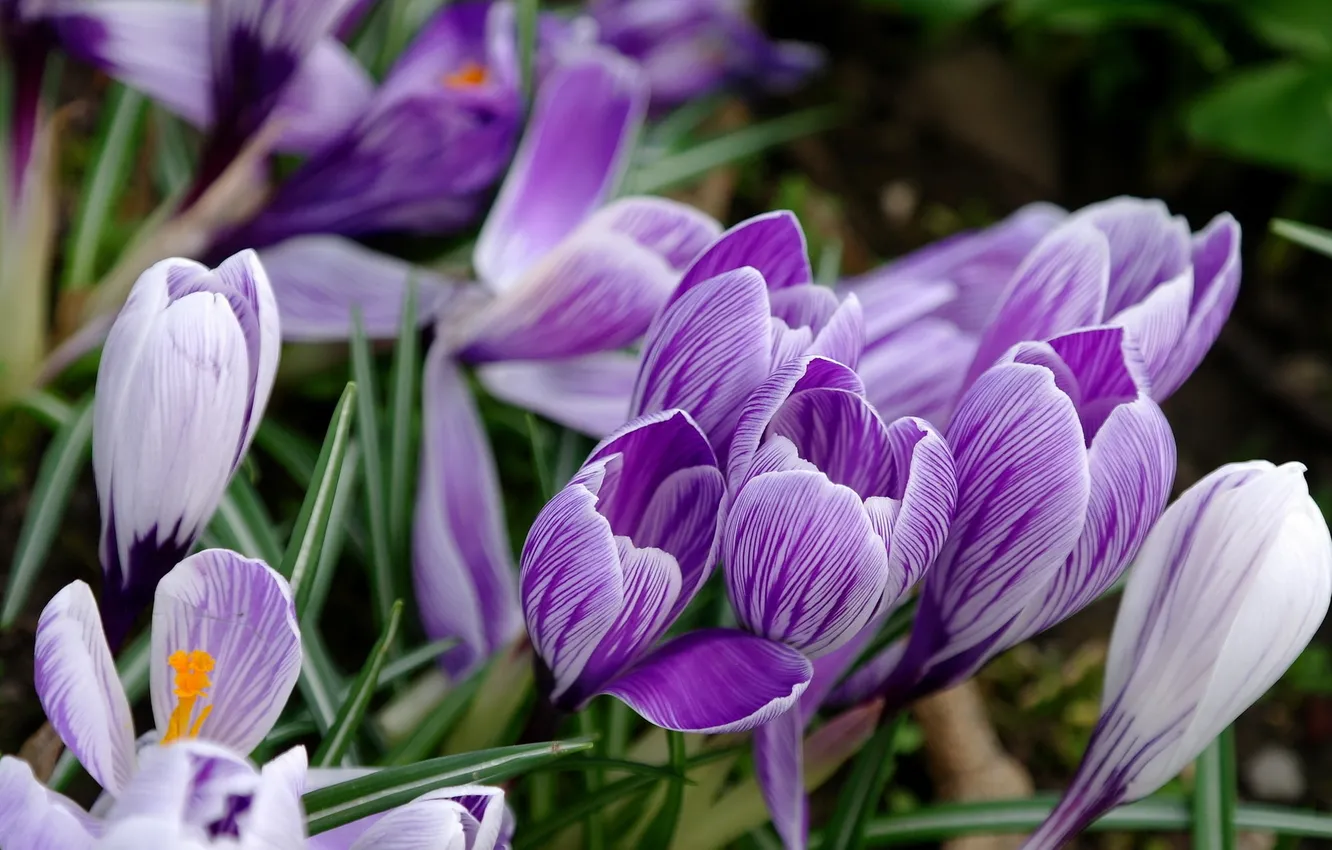 Photo wallpaper flowers, nature, Crocuses