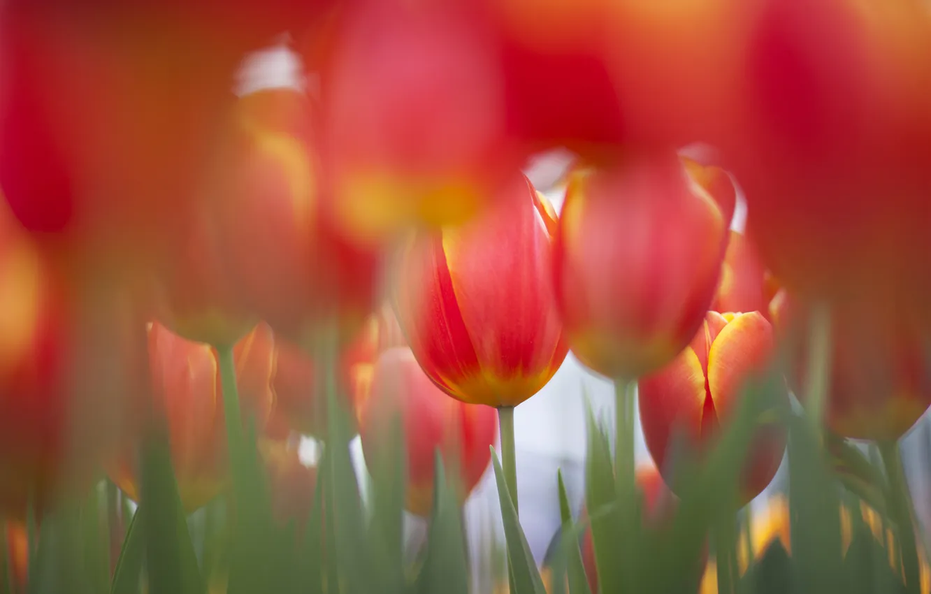 Photo wallpaper field, flowers, focus, spring, tulips, a lot