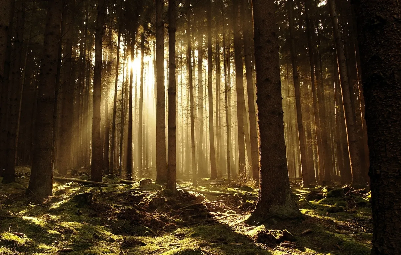 Photo wallpaper forest, light, nature