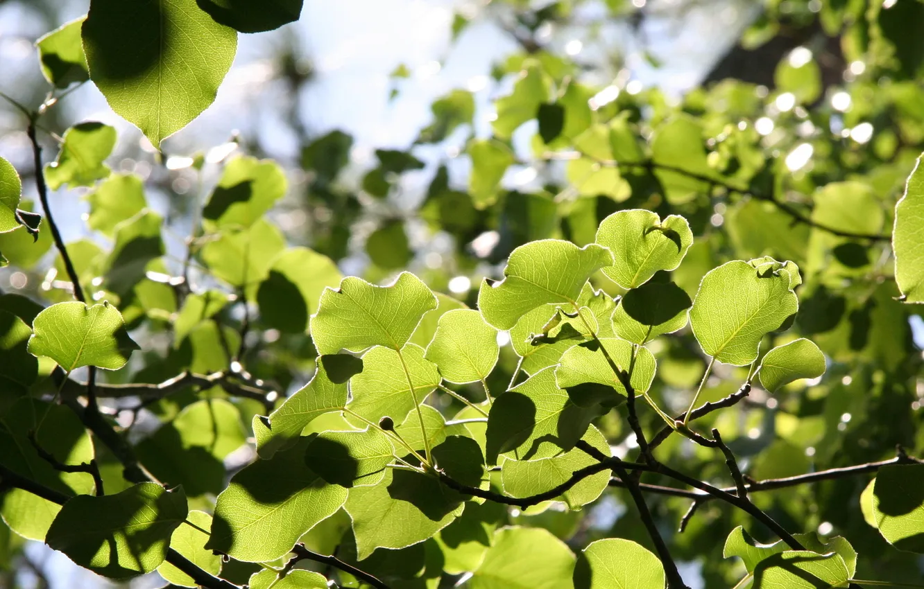 Photo wallpaper leaves, light, branches
