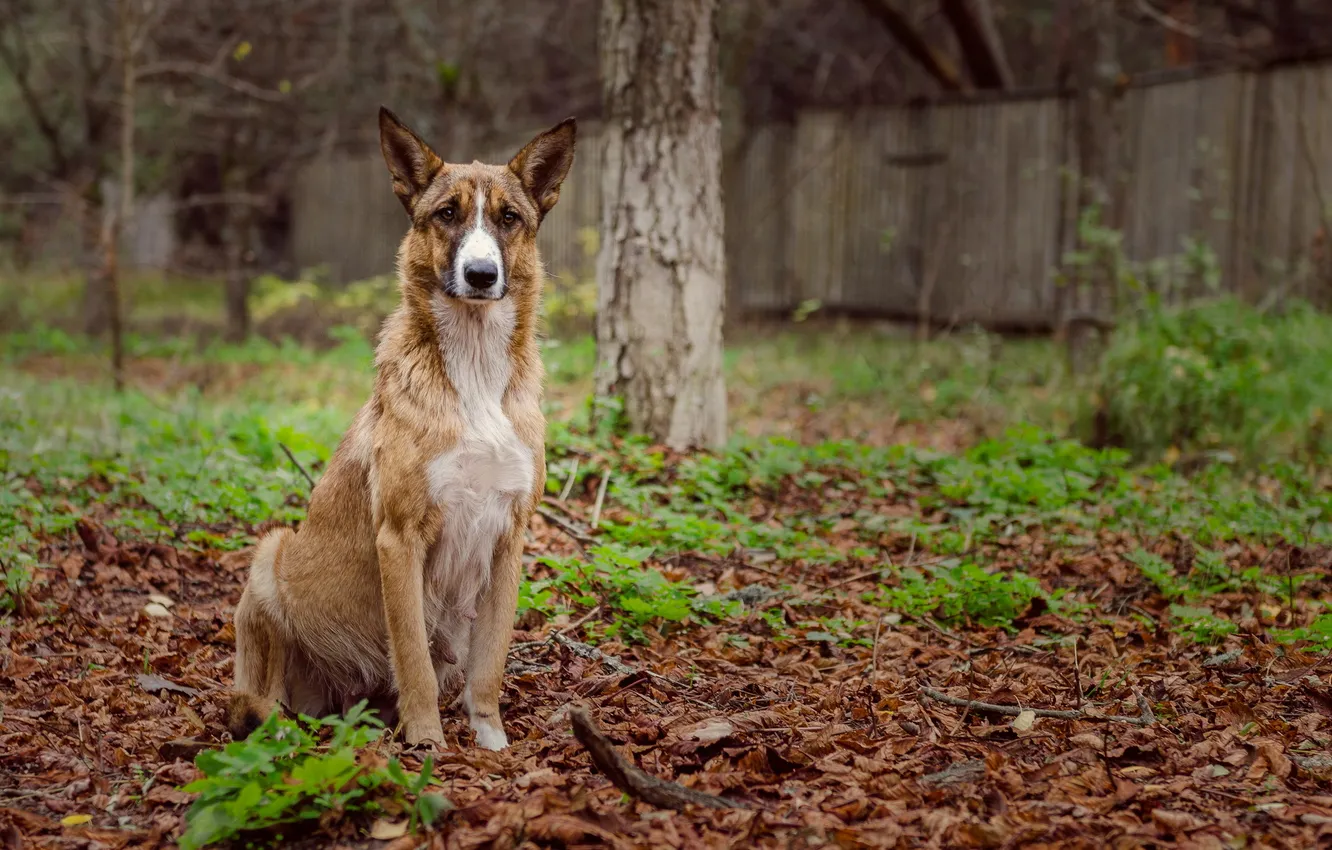 Photo wallpaper look, each, dog