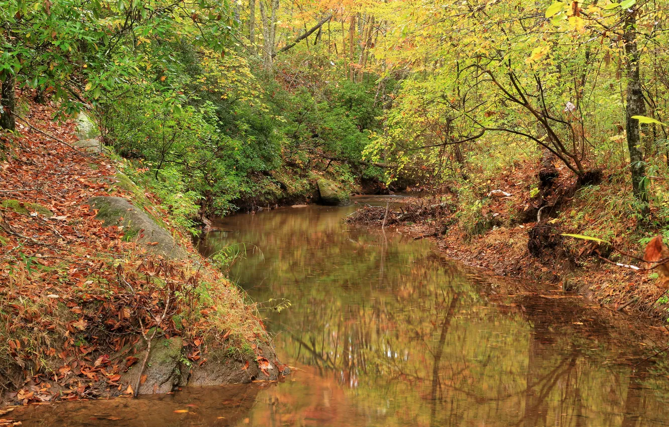 Photo wallpaper autumn, forest, trees, Park, USA, river, Paulding County
