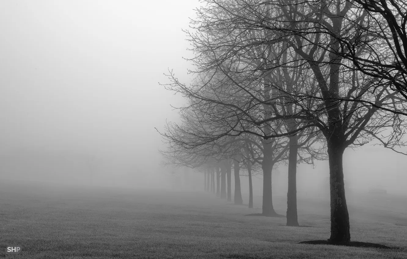 Photo wallpaper grass, trees, fog, Rosa, Park, morning