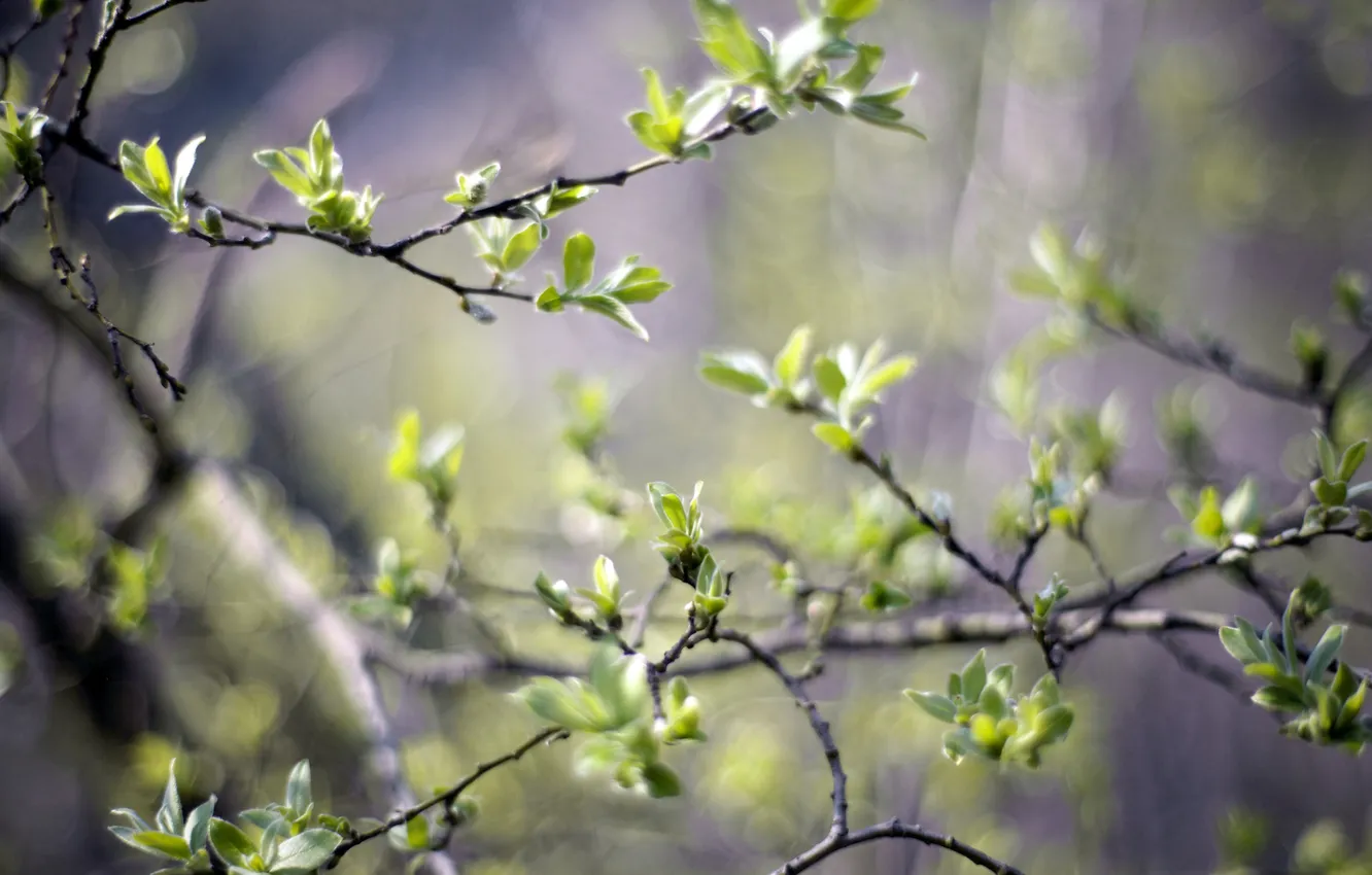 Photo wallpaper greens, leaves, light, trees, nature, branch, spring, blur
