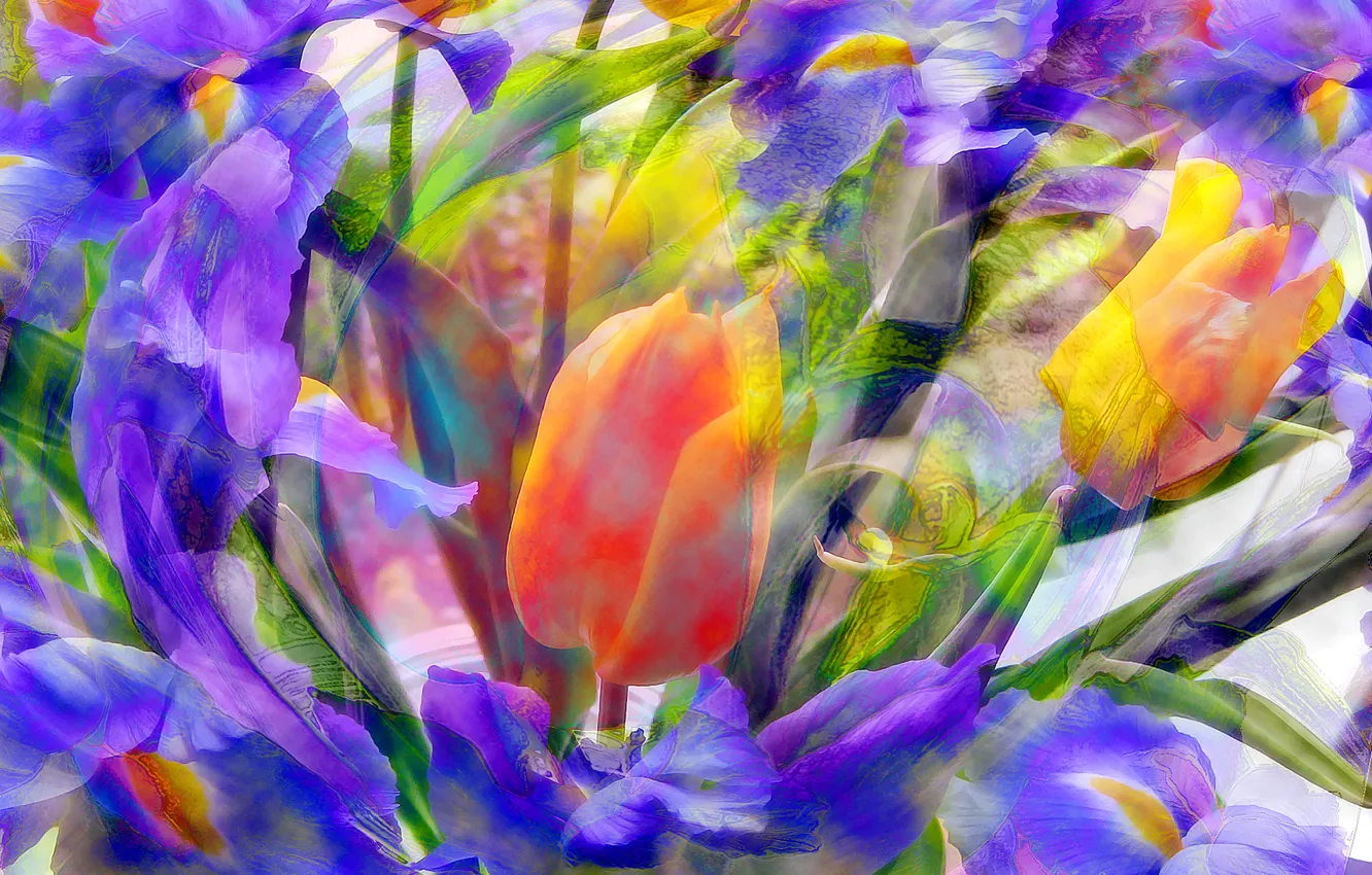 Photo wallpaper field, flowers, Tulip, meadow, iris