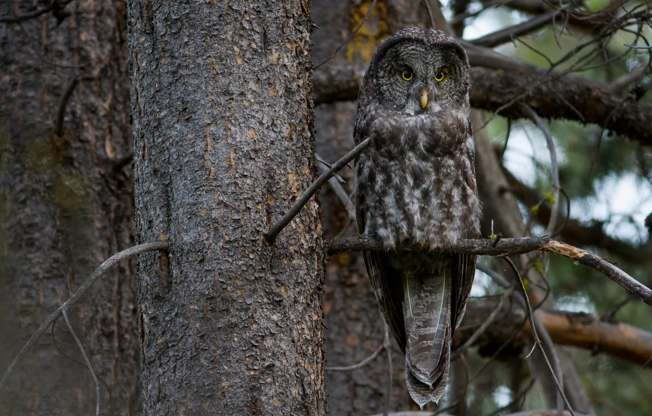 Photo wallpaper trees, owl, disguise