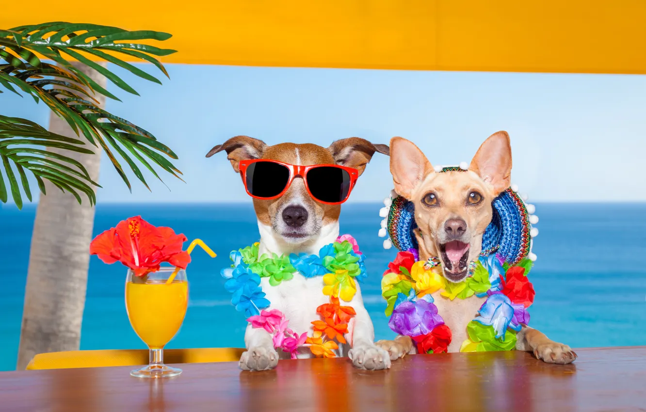 Photo wallpaper sea, dogs, summer, juice, Chihuahua, Jack Russell Terrier