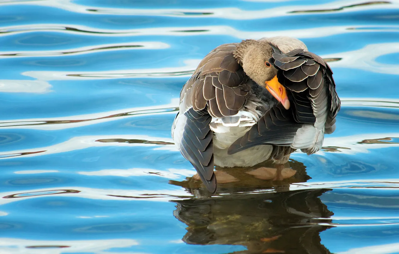 Photo wallpaper water, surface, background, bird, duck, wings, ruffle, paws
