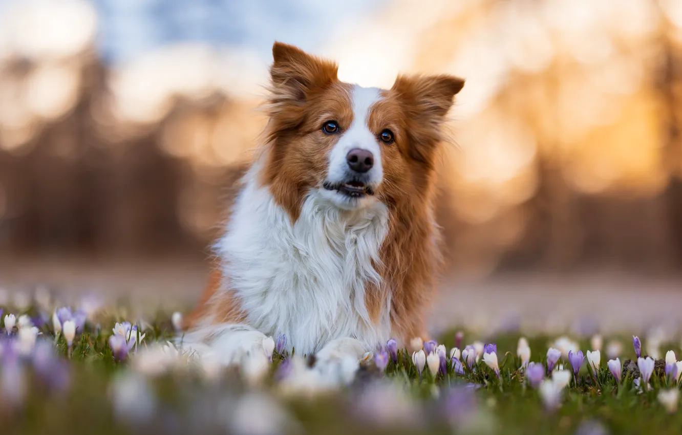 Photo wallpaper look, face, light, flowers, nature, glade, portrait, dog