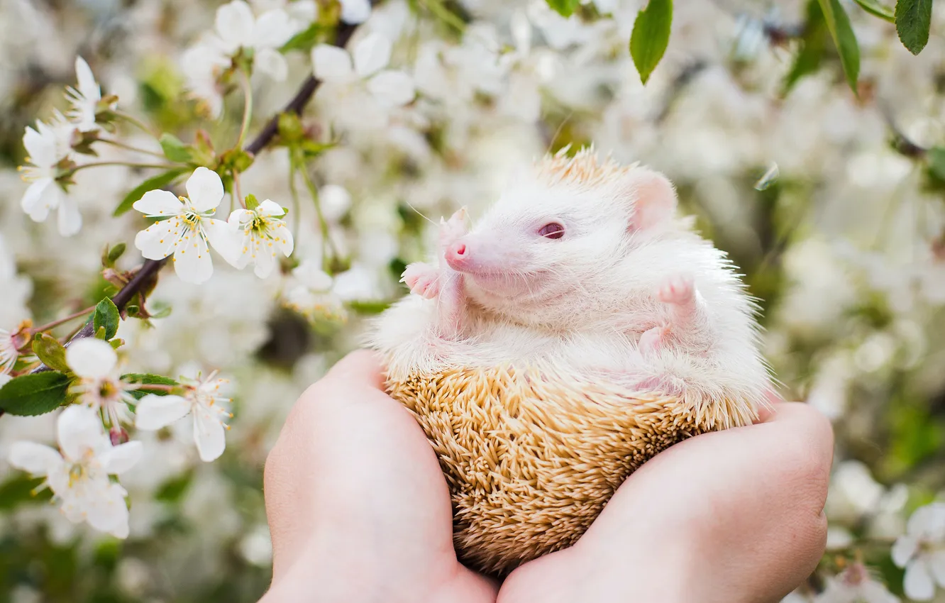 Photo wallpaper white, flowers, branches, nature, cherry, pose, legs, spring
