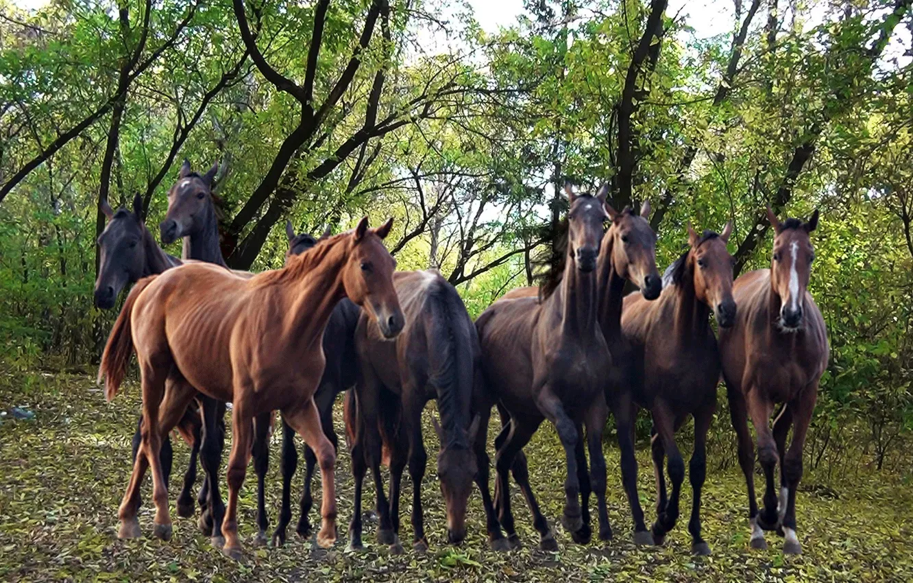 Photo wallpaper autumn, nature, horse, the herd