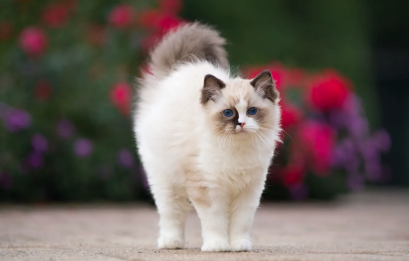 Photo wallpaper cat, flowers, kitty, background, fluffy, garden, spot, face