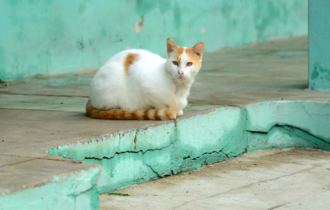 Photo wallpaper cat, look, background