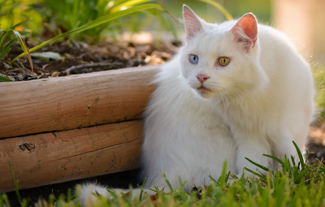 Photo wallpaper cat, white, cat, different eyes