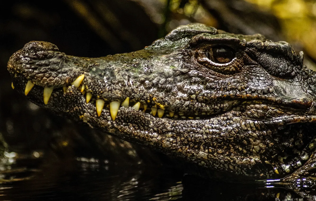 Photo wallpaper look, face, crocodile