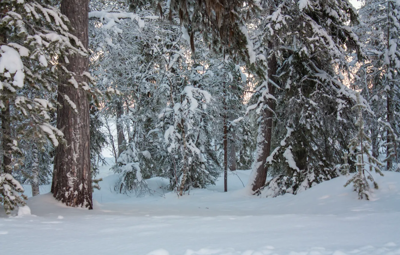 Photo wallpaper winter, forest, snow, trees, nature, frost, forest, Nature