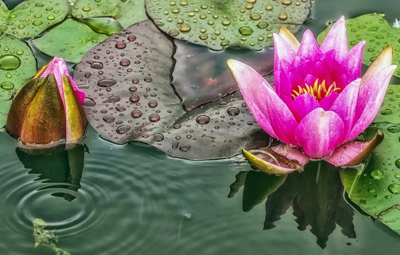 Photo wallpaper surface, lake, pond, Lily, mirror, pond, BUTOK
