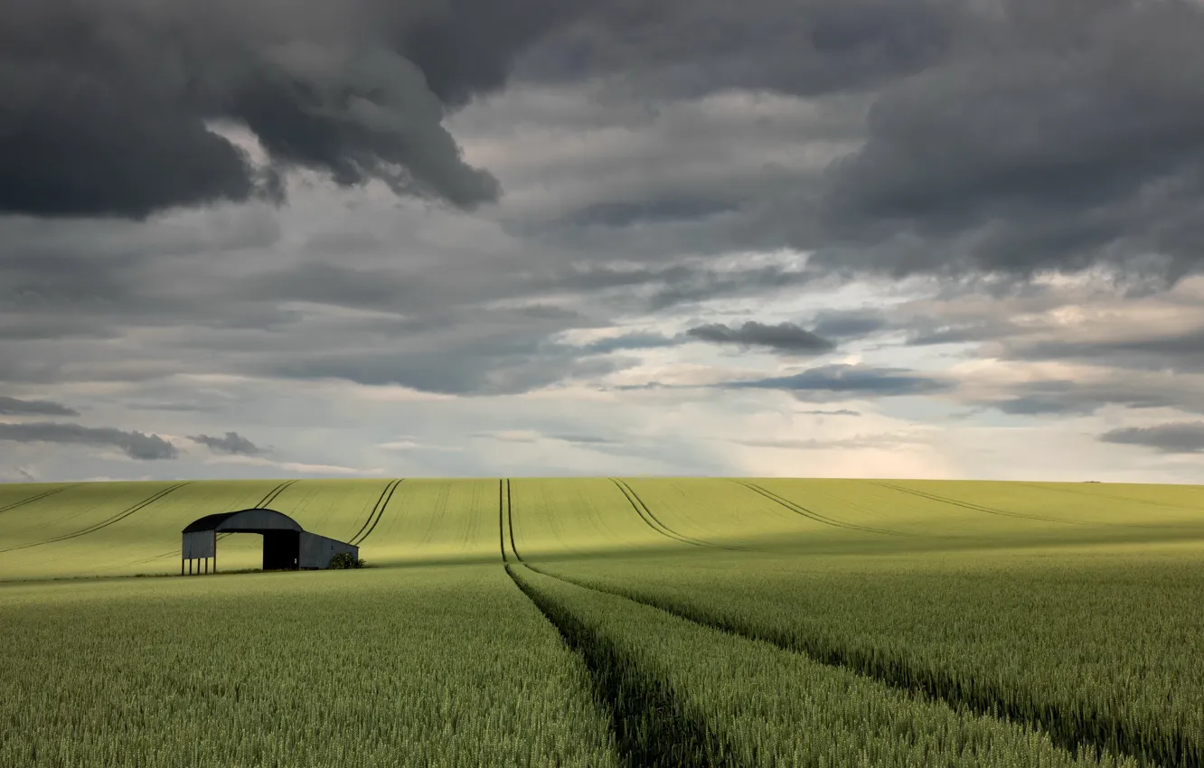 Photo wallpaper field, the sky, ears