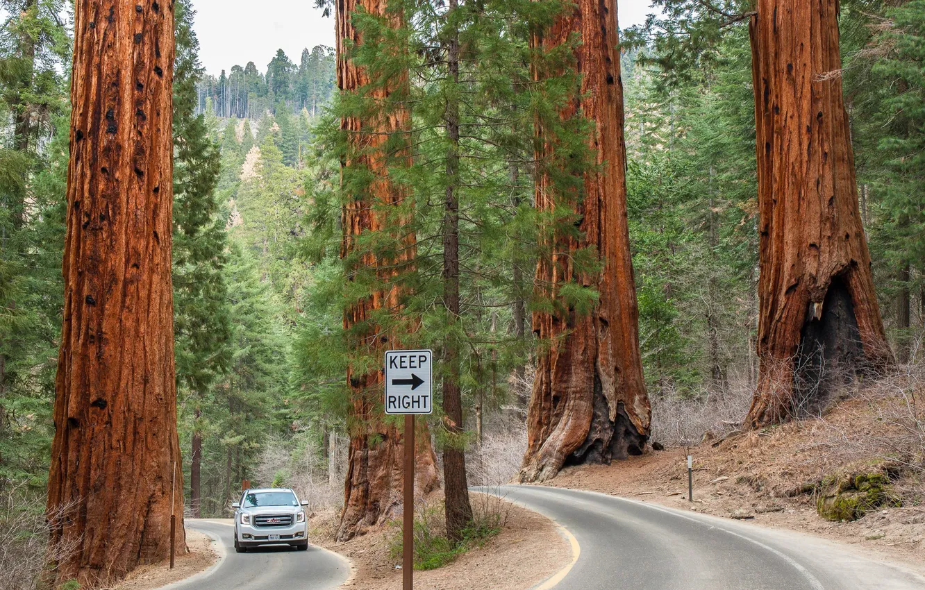 Photo wallpaper road, car, forest, the sky, trees, landscape, nature, height