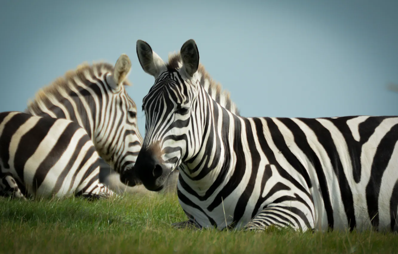 Photo wallpaper animals, nature, Zebra, ungulates