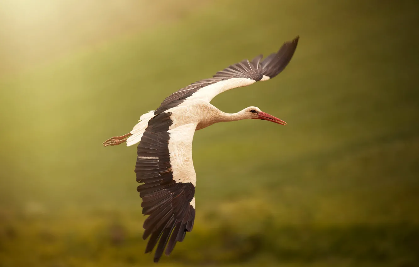 Photo wallpaper nature, bird, stork