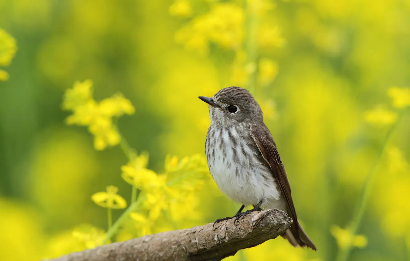 Photo wallpaper flowers, yellow, bird, spring, bitches, bokeh, rape, Flycatcher