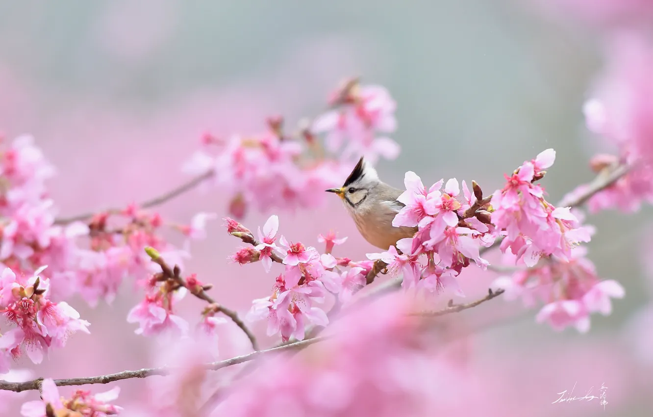 Photo wallpaper tit, crest, Sakura, whine, bird, branches
