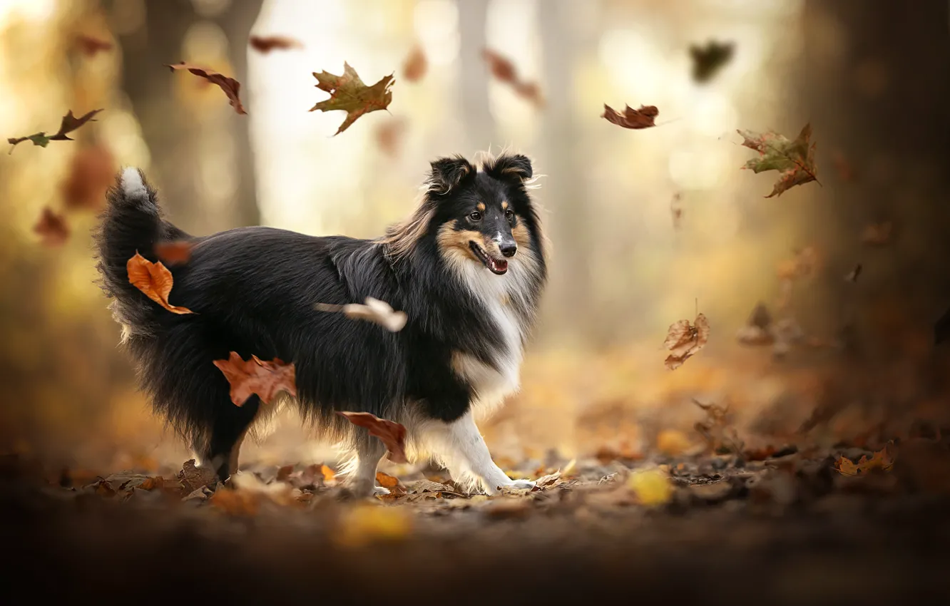 Photo wallpaper autumn, leaves, mood, dog, bokeh, Sheltie, Shetland Sheepdog