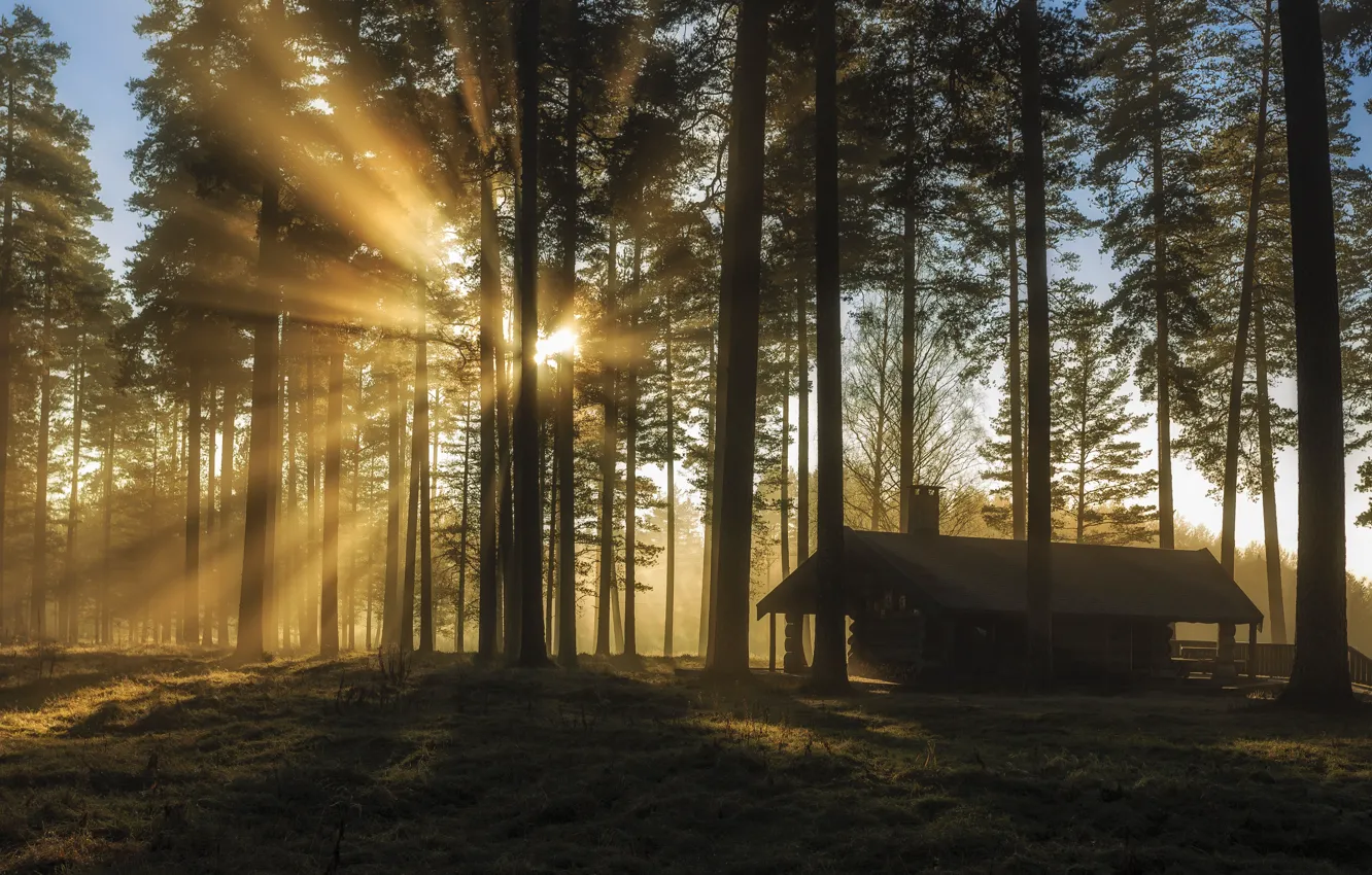 Photo wallpaper forest, Sweden, Sweden, reserve, Varmland, Charlotte mountain, Tallmon