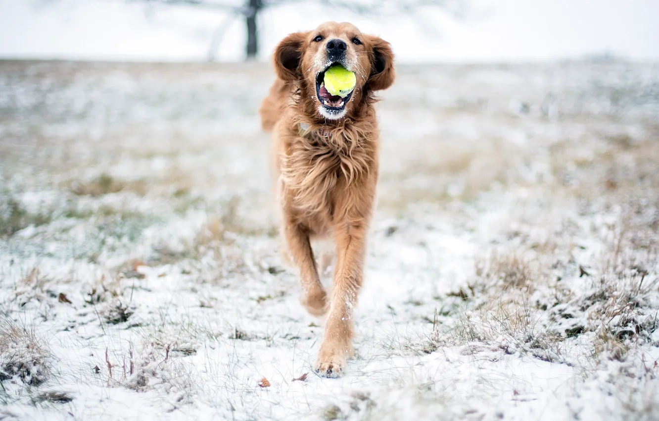 Photo wallpaper snow, the game, dog