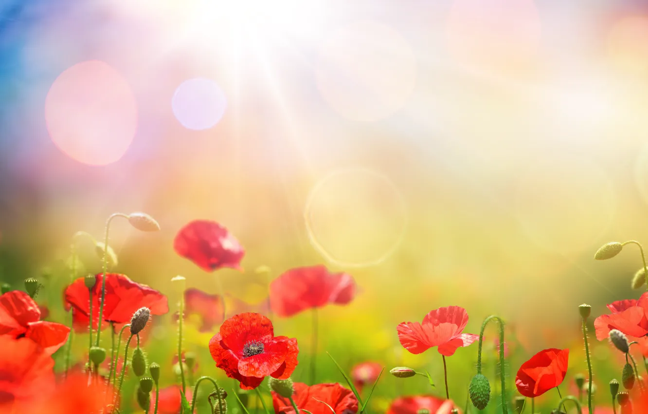 Photo wallpaper the sky, grass, the sun, flowers, Maki, spring, sky, flowers