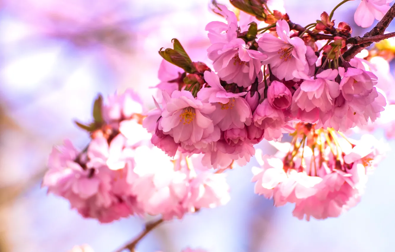 Photo wallpaper light, flowers, bright, branch, spring, Sakura, pink, almonds