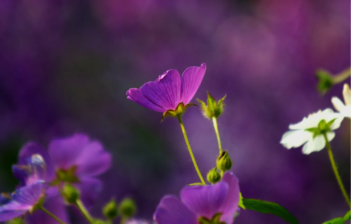 Photo wallpaper macro, flowers, blur, purple, white, anodes, The anode