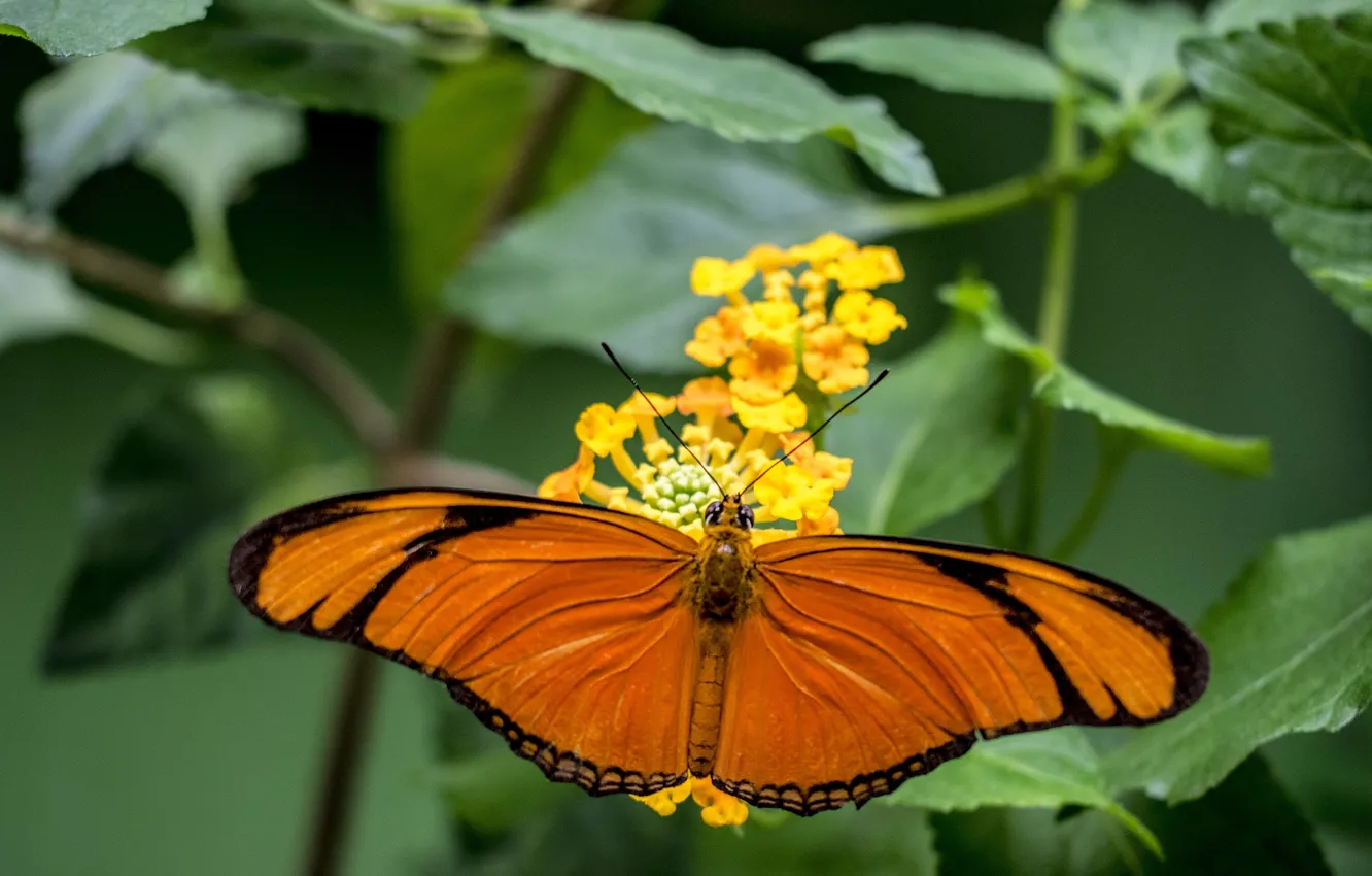 Photo wallpaper flowers, macro, butterfly, wings, beautiful, closeup