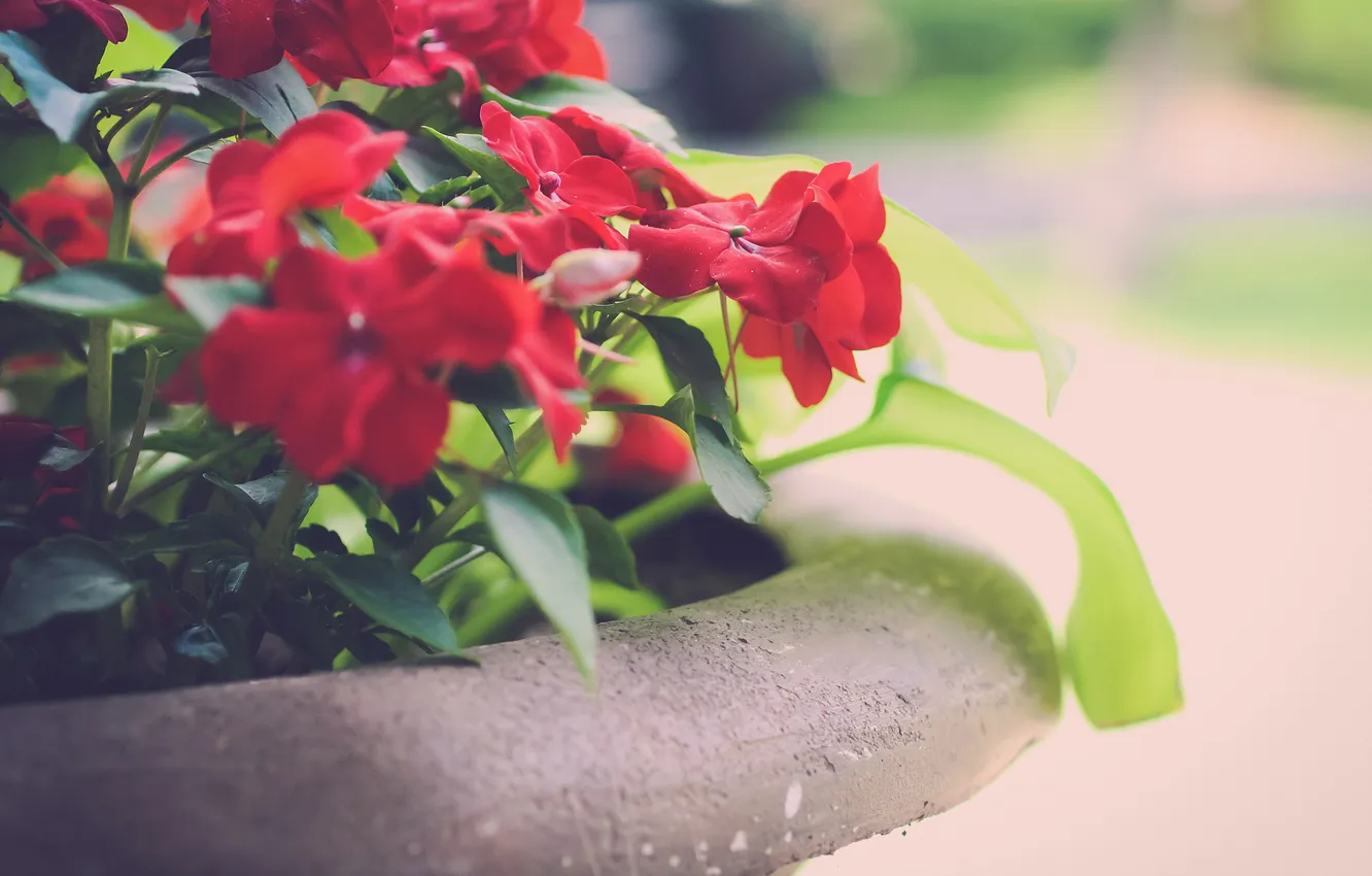 Photo wallpaper flowers, petals, red