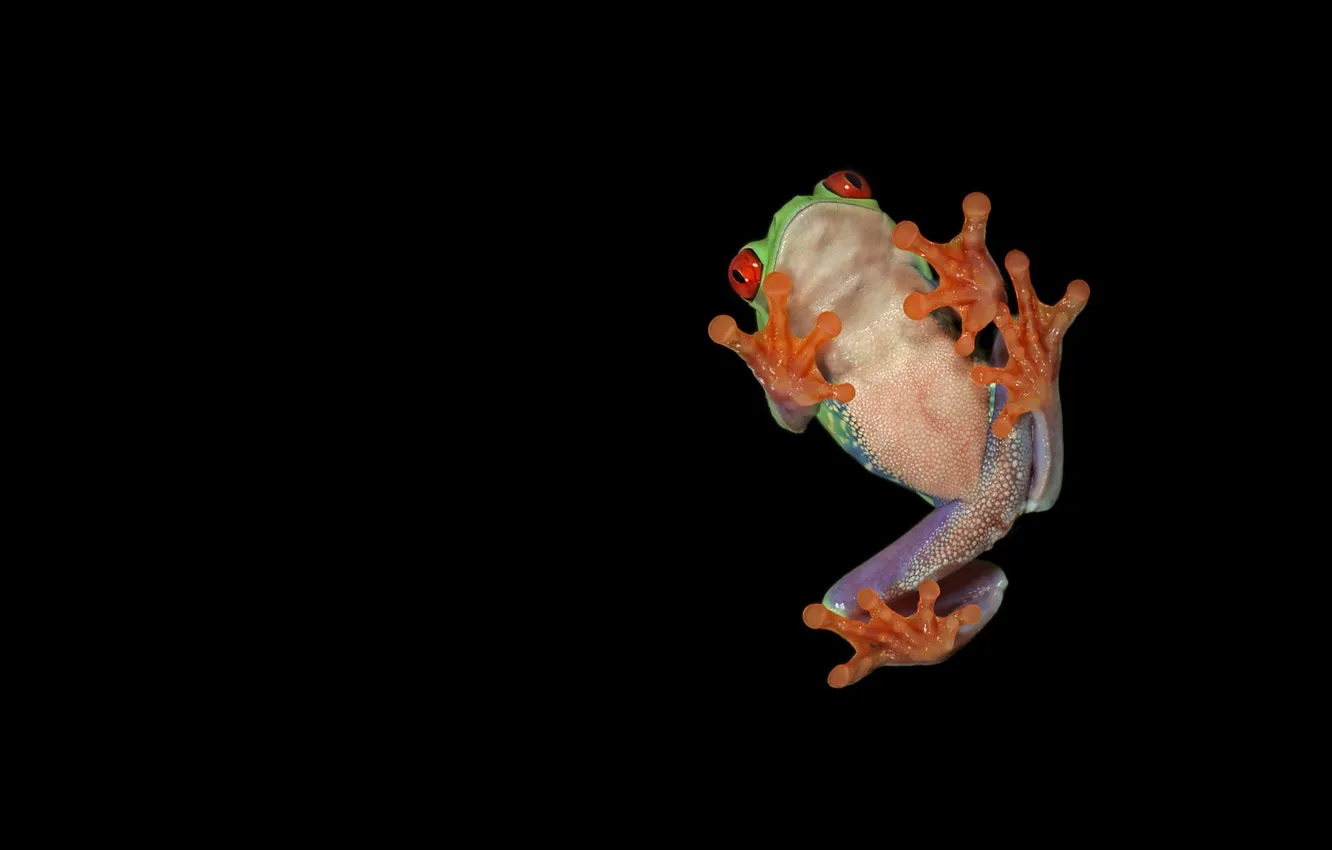 Photo wallpaper water, frog, webbed feet