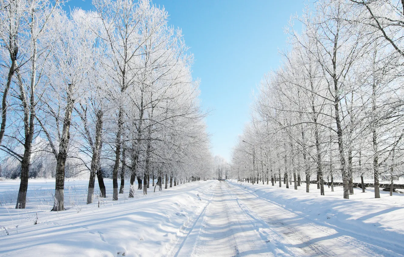 Photo wallpaper winter, road, forest, snow, trees, dal