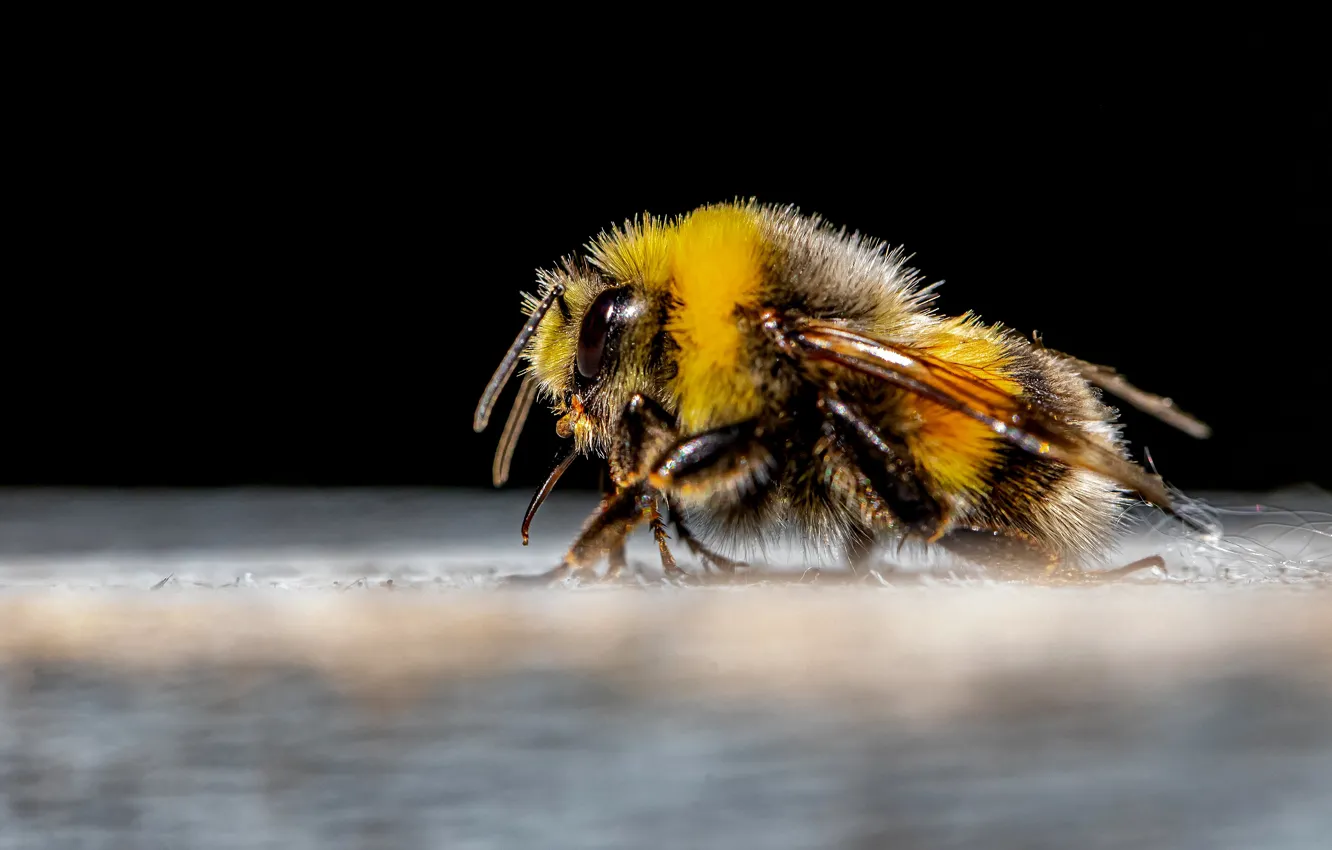 Photo wallpaper macro, bee, profile, insect, black background, bumblebee