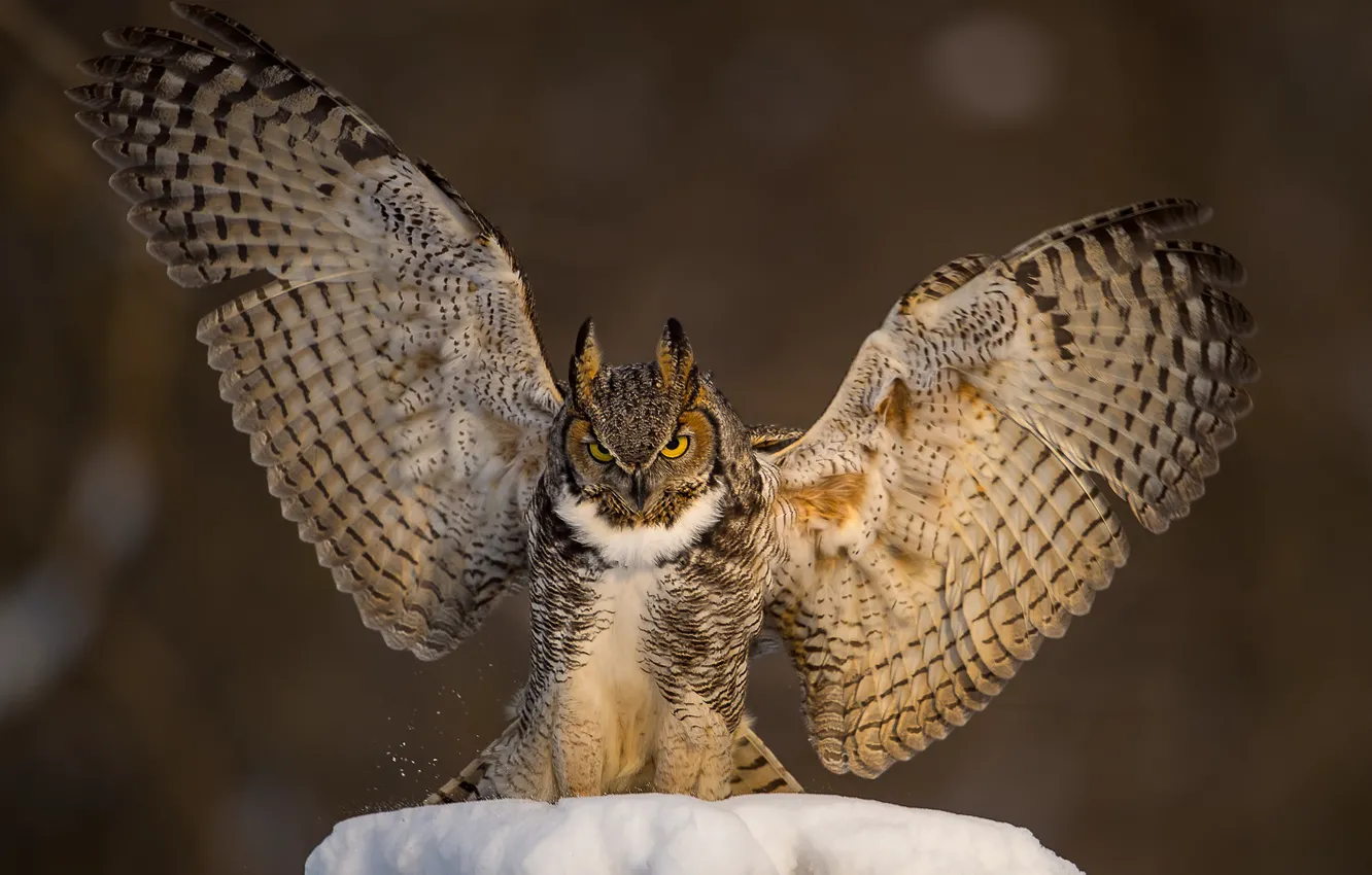 Photo wallpaper snow, background, owl, bird, wings, owl