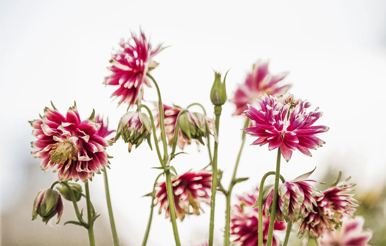 Photo wallpaper flowers, the bushes, dahlias