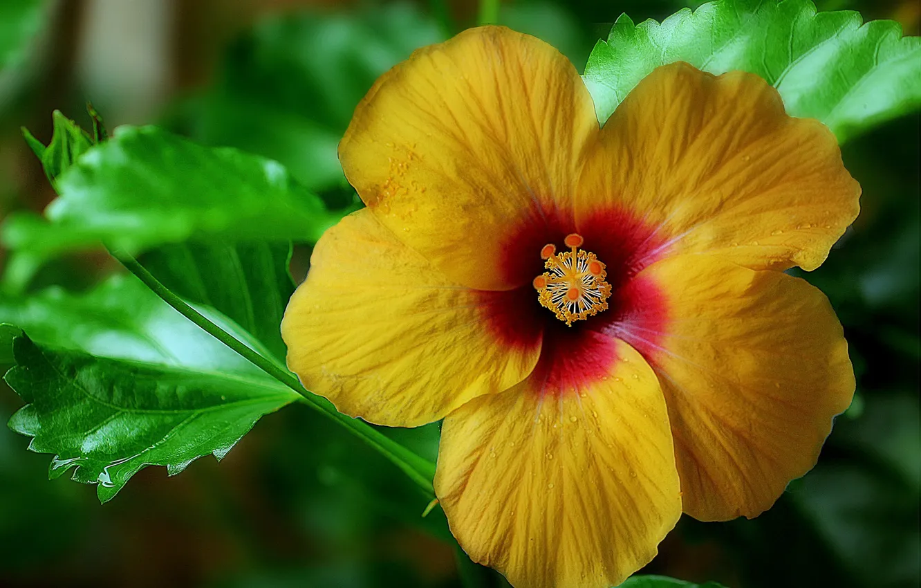 Photo wallpaper leaves, macro, petals, hibiscus