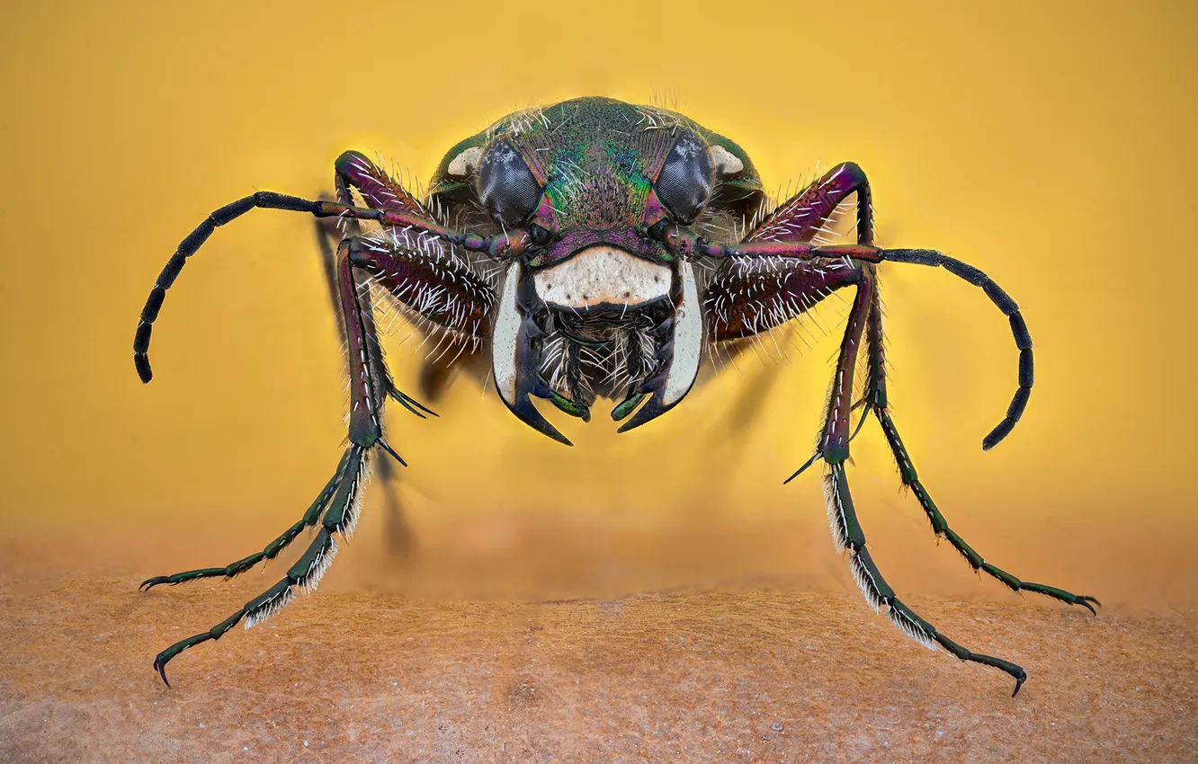 Photo wallpaper colors, insect, jaws, teeth